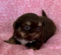 Darla, a female Shih Tzu for sale in Ocala, FL – Photo 4 of 4