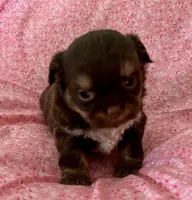 Darla, a female Shih Tzu for sale in Ocala, FL – Photo 2 of 4