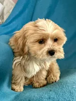Carter, a male Lhasapoo for sale in Ocala, FL – Photo 7 of 9