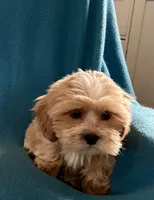 Carter, a male Lhasapoo for sale in Ocala, FL – Photo 8 of 9