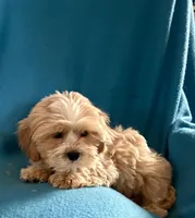 Carter, a male Lhasapoo for sale in Ocala, FL – Photo 6 of 9