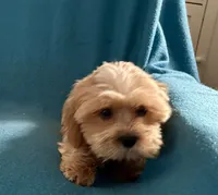 Carter, a male Lhasapoo for sale in Ocala, FL – Photo 4 of 9