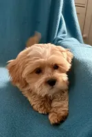 Carter, a male Lhasapoo for sale in Ocala, FL – Photo 5 of 9