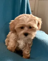 Carter, a male Lhasapoo for sale in Ocala, FL – Photo 3 of 9