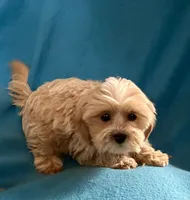 Carter, a male Lhasapoo for sale in Ocala, FL – Photo 2 of 9