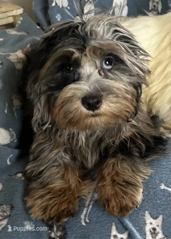 Rocky – Lhasapoo puppy for sale in Ocklawaha, FL