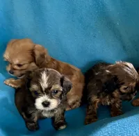 Vinny, a male Lhasapoo for sale in Ocala, FL – 2 of 3