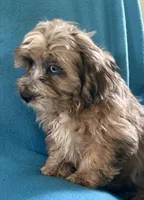 Max, a male Lhasapoo for sale in Ocala, FL – 2 of 8