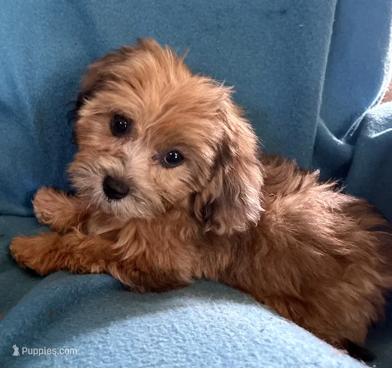 Jeanie – Lhasapoo puppy for sale in Ocala, FL