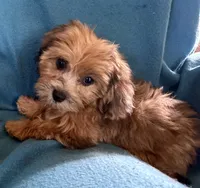 Jeanie, a female Lhasapoo for sale in Ocala, FL – 1 of 3