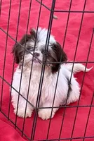 Jack, a male Shih Tzu for sale in Ocklawaha, FL – 3 of 5