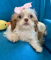 Brooke, a female Shih Tzu for sale in Ocala, FL – Photo 6 of 9