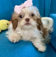 Brooke, a female Shih Tzu for sale in Ocala, FL – Photo 9 of 9