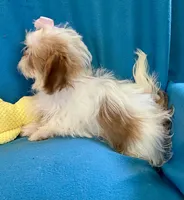 Brooke, a female Shih Tzu for sale in Ocala, FL – Photo 5 of 9