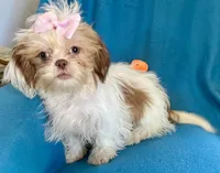 Brooke, a female Shih Tzu for sale in Ocala, FL – Photo 4 of 9