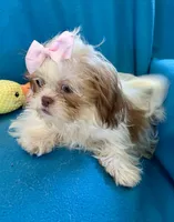 Brooke, a female Shih Tzu for sale in Ocala, FL – Photo 3 of 9