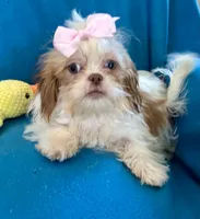 Brooke, a female Shih Tzu for sale in Ocala, FL – Photo 1 of 9