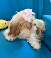 Brooke, a female Shih Tzu for sale in Ocala, FL – Photo 7 of 9