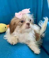 Brooke, a female Shih Tzu for sale in Ocala, FL – Photo 8 of 9