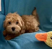 Ruby, a female Lhasapoo for sale in Ocklawaha, FL – 5 of 6