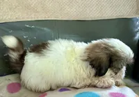 Lulu, a female Shih Tzu for sale in Ocala, FL – 3 of 4
