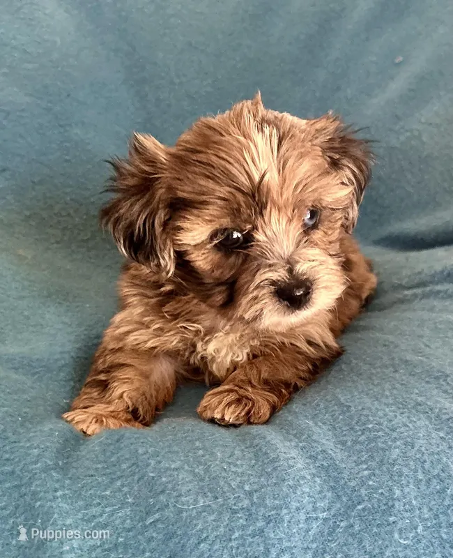 Max – Lhasapoo puppy for sale in Ocala, FL