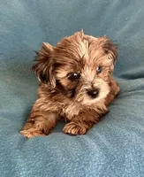 Max, a male Lhasapoo for sale in Ocala, FL – 1 of 8