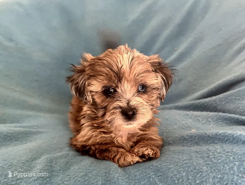 Max – Lhasapoo puppy for sale in Ocala, FL