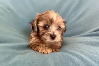 Max, a male Lhasapoo for sale in Ocala, FL – Photo 3 of 9
