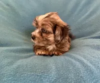 Max, a male Lhasapoo for sale in Ocala, FL – Photo 2 of 9