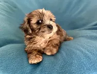 Max, a male Lhasapoo for sale in Ocala, FL – Photo 5 of 9