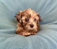 Max, a male Lhasapoo for sale in Ocala, FL – Photo 4 of 9