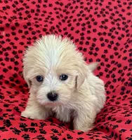 Sunny, a male Lhasapoo for sale in Ocala, FL – Photo 5 of 10