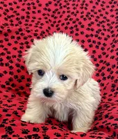 Sunny, a male Lhasapoo for sale in Ocala, FL – Photo 6 of 10