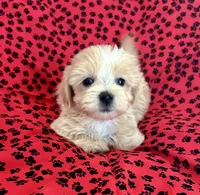 Sunny, a male Lhasapoo for sale in Ocala, FL – Photo 9 of 10