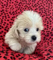 Sunny, a male Lhasapoo for sale in Ocala, FL – Photo 2 of 10