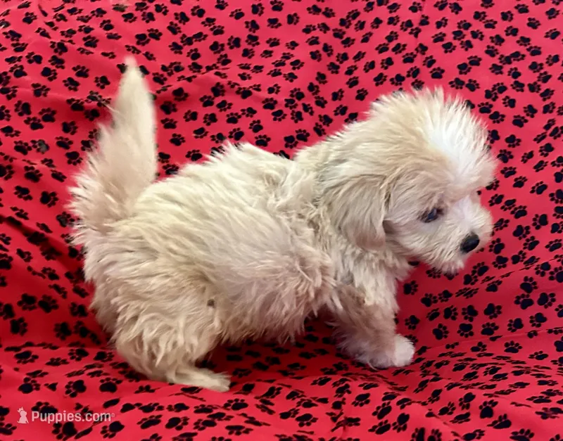 Sunny – Lhasapoo puppy for sale in Ocala, FL