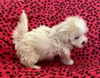 Sunny, a male Lhasapoo for sale in Ocala, FL – Photo 1 of 10
