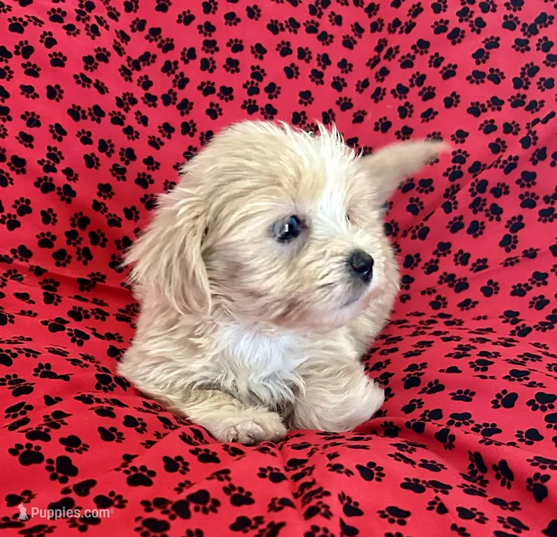 Sunny – Lhasapoo puppy for sale in Ocala, FL