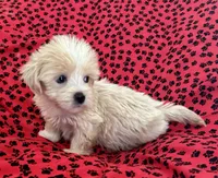 Sunny, a male Lhasapoo for sale in Ocala, FL – Photo 7 of 10