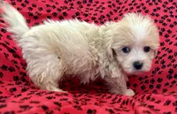 Sunny, a male Lhasapoo for sale in Ocala, FL – Photo 3 of 10