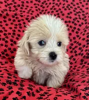 Sunny, a male Lhasapoo for sale in Ocala, FL – Photo 4 of 10