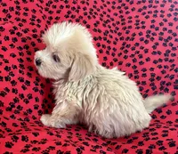 Sunny, a male Lhasapoo for sale in Ocala, FL – Photo 8 of 10