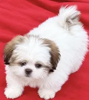 Billy, a male Shih Tzu for sale in Ocklawaha, FL – 2 of 2
