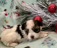 Cody, a male Maltipoo for sale in Ocala, FL – Photo 7 of 10
