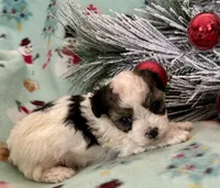 Cody, a male Maltipoo for sale in Ocala, FL – Photo 1 of 10