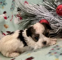 Cody, a male Maltipoo for sale in Ocala, FL – Photo 5 of 10