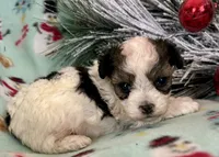 Cody, a male Maltipoo for sale in Ocala, FL – Photo 2 of 10