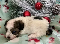 Cody, a male Maltipoo for sale in Ocala, FL – Photo 3 of 10