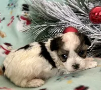 Cody, a male Maltipoo for sale in Ocala, FL – Photo 6 of 10